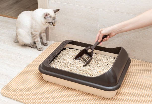 United States & Canada Cat Litter Box Market