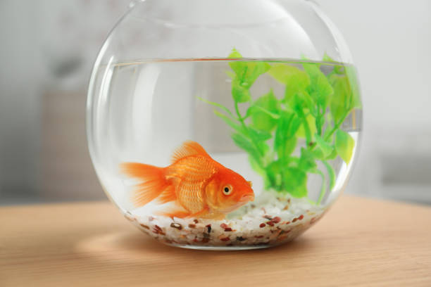 Aquarium & Fish Bowls Market