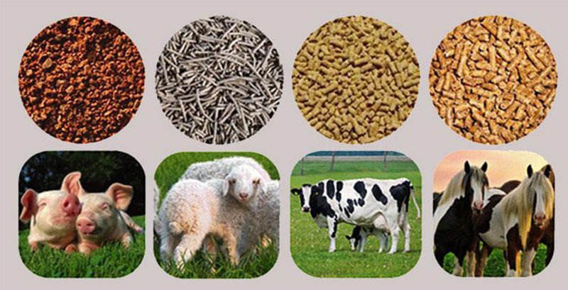 Algae-Based Animal Feed Market 