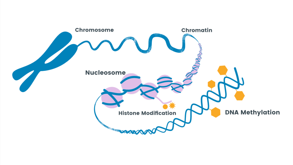 DNA Methylation Market