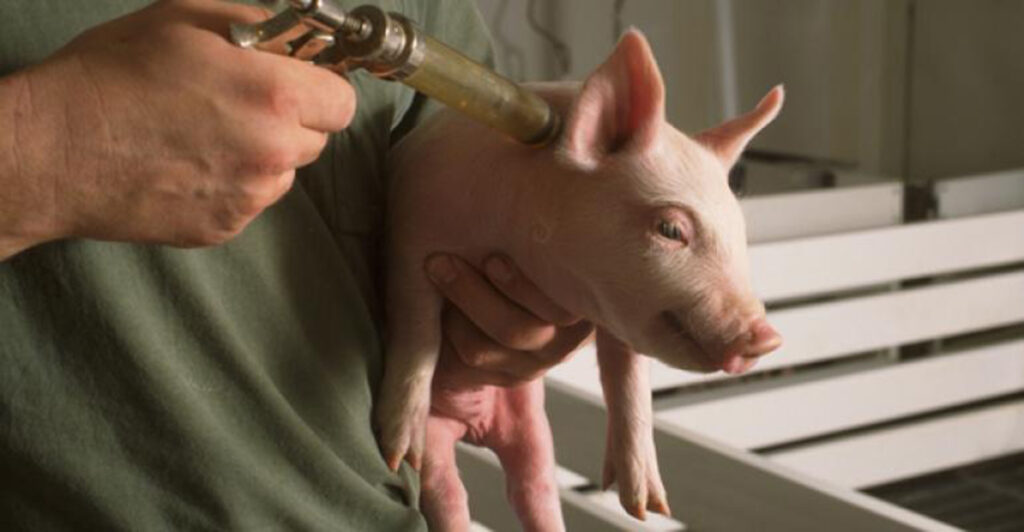 USA Swine Vaccine Industry