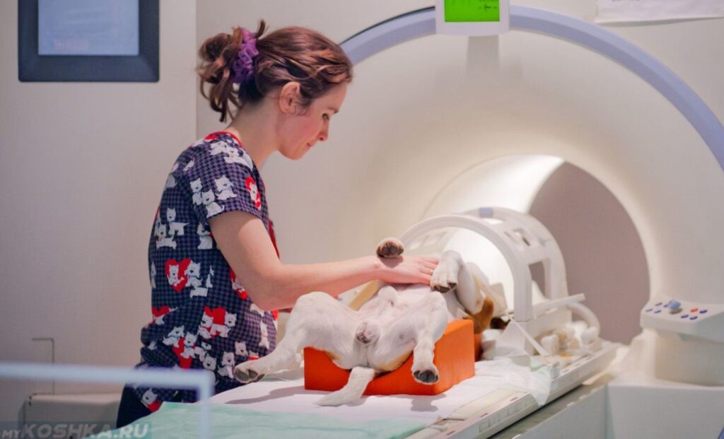 Global Veterinary Computed Tomography Scanner Market