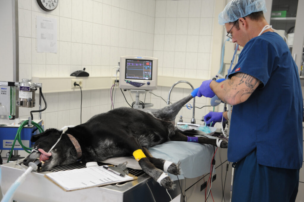 Global Veterinary Electrosurgery Industry