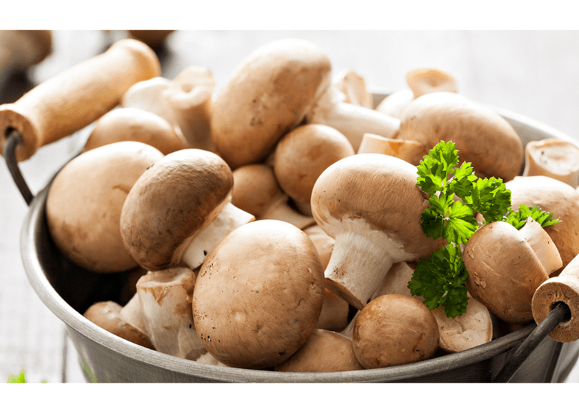 Mushroom Fermenter Market