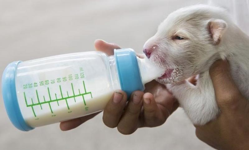 Pet Milk Replacers Market