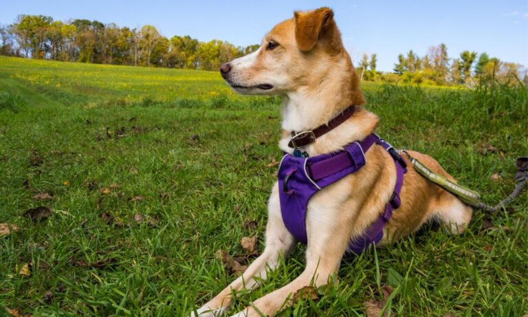 Dog Collars, Leashes & Harnesses Market