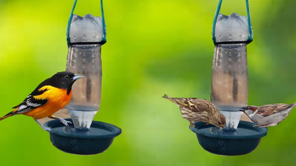 Bird Feeding and Water Suppliers Market