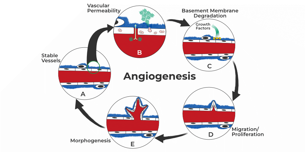 Angiogenesis Assays Market