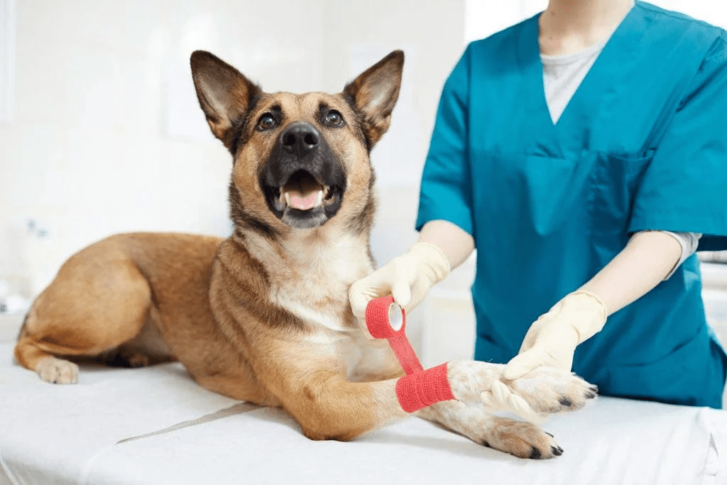 Compression Veterinary Bandages Market