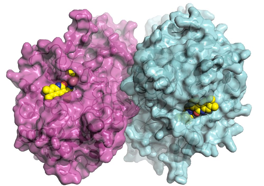 Drug Discovery Enzymes