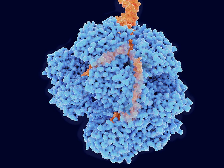 Global Exonucleases Industry