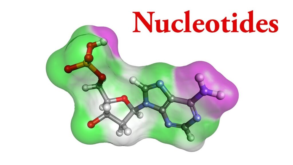 Nucleotide Market