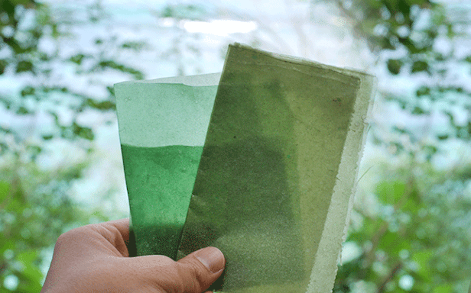 Seaweed Packaging Market