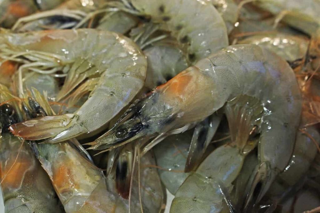 Shrimp Industry in Korea