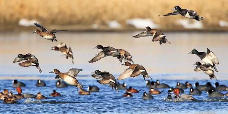 Migratory Birds Tourism market