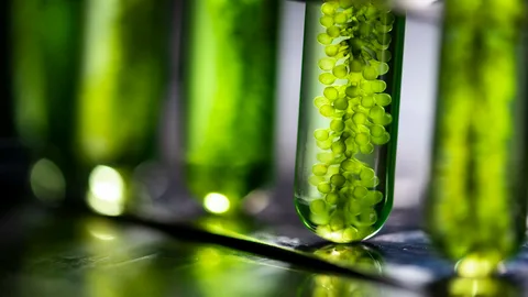 Algae Treatment Chemical Market