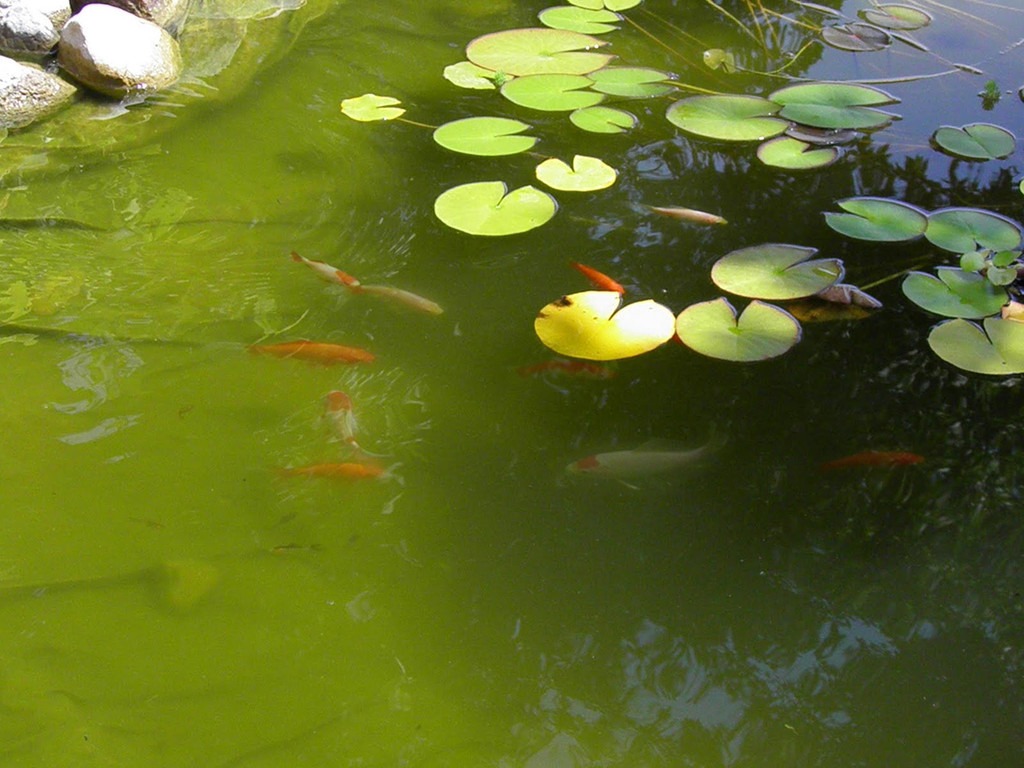 Algaecides Market Outlook