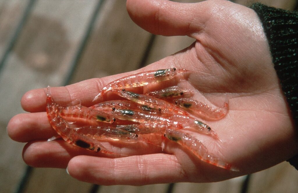 Antarctic Krill Market