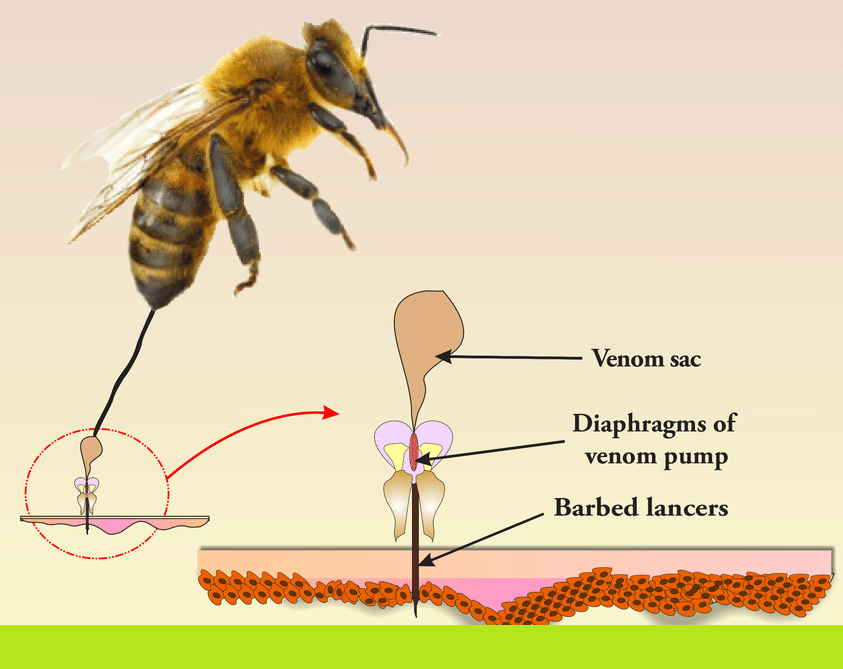 Bee Venom Extract Market