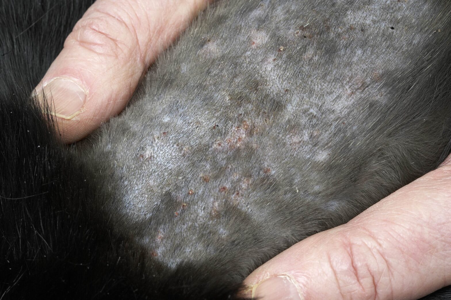 Canine Atopic Dermatitis Treatment