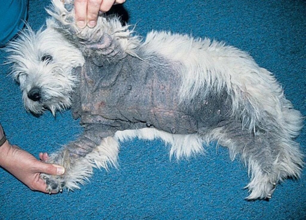 Canine Atopic Dermatitis Treatment