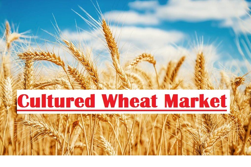 Cultured Wheat Market Growth