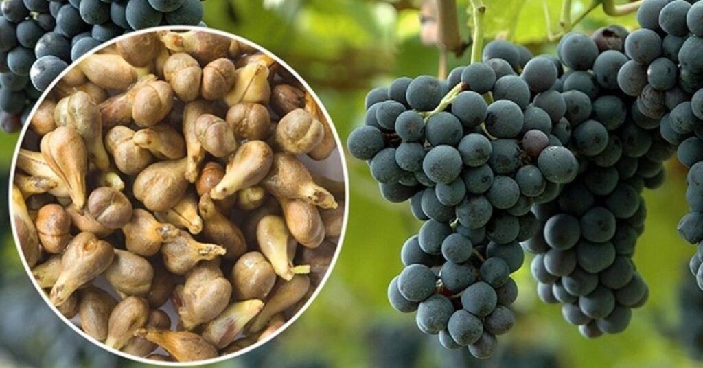 Grape Seed Extract in Pet Food Application Market