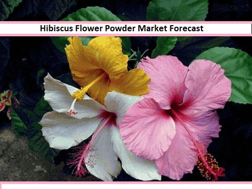 Hibiscus Flower Powder Market