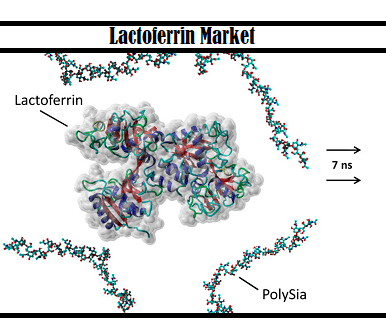 Lactoferrin Market