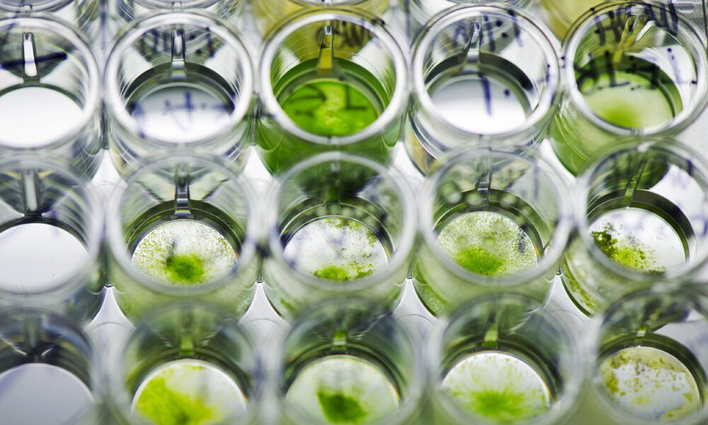 Algae Treatment Chemical Market