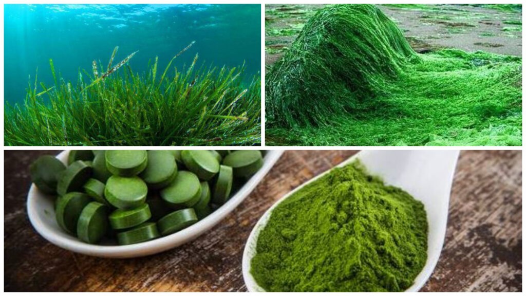 Algae-Based Animal Feed Market 