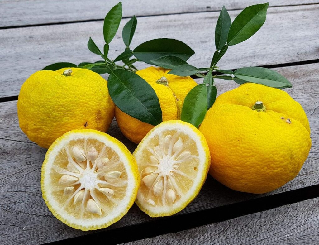 Citrus Seeds Industry 