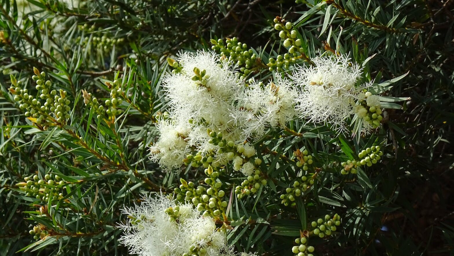 Melaleuca Alternifolia Market