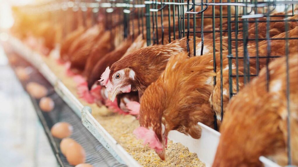 Poultry Feeder Market