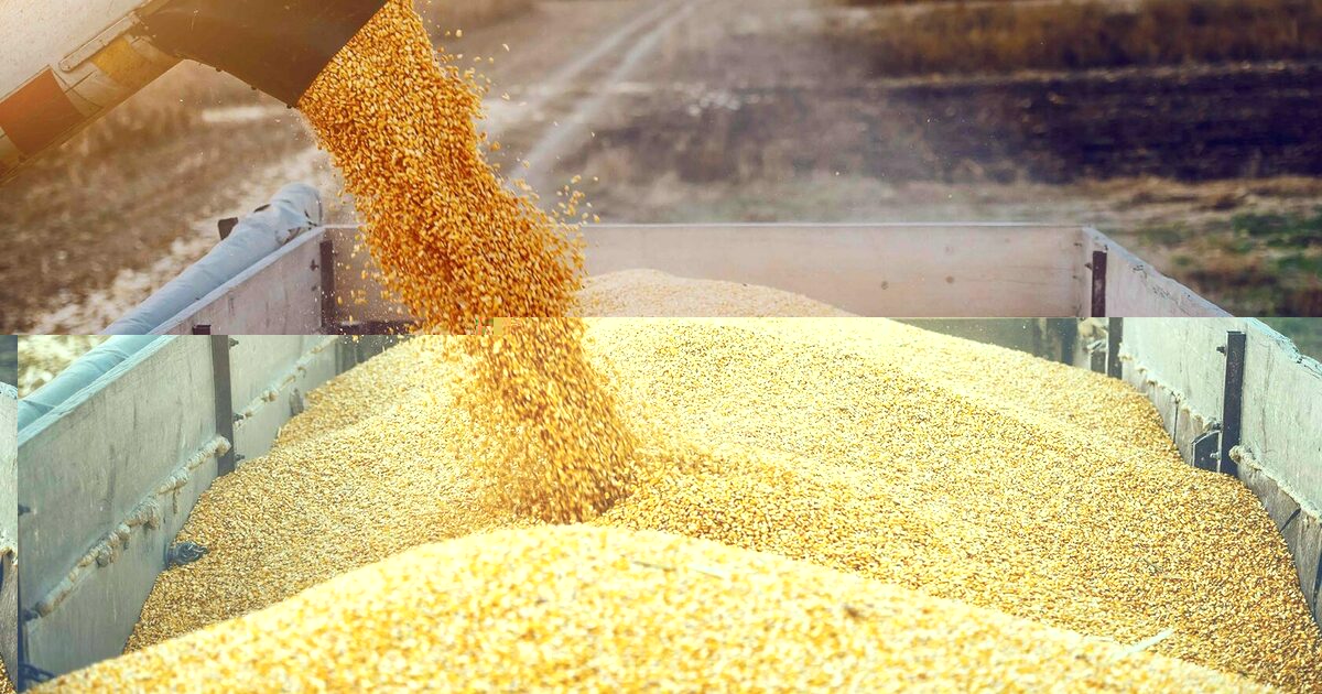 Corn Wet Milling Services Market1