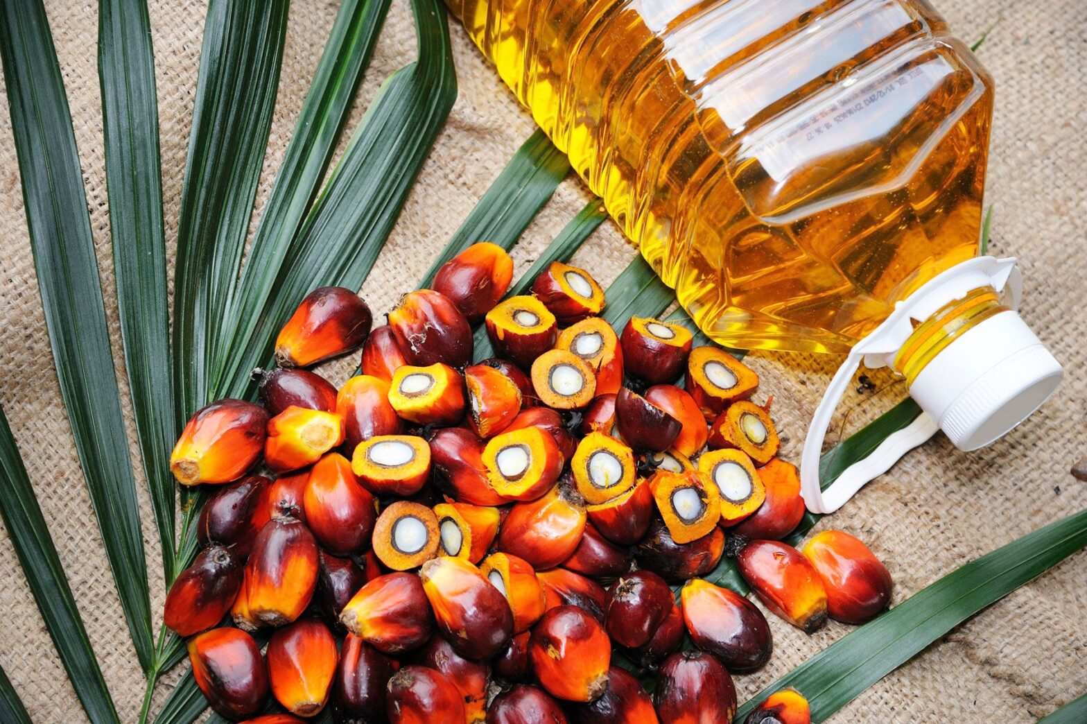 Palm Oil Market1