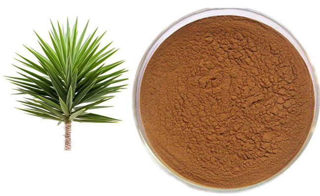 Yucca Extract Market