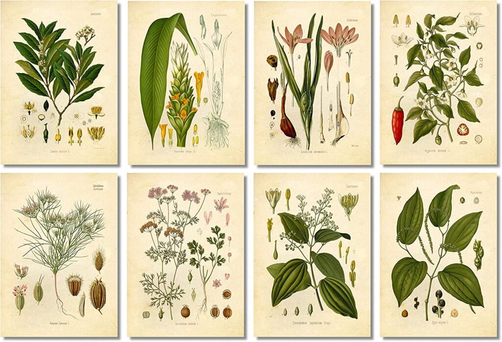 Botanical Packaging Market