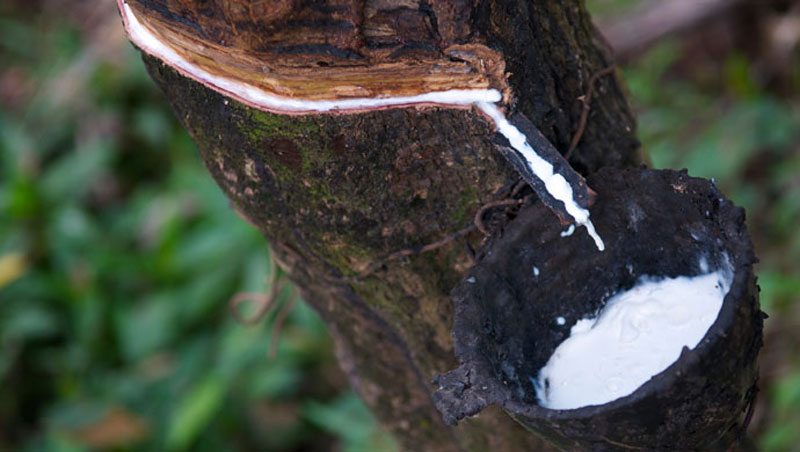 Natural Rubber