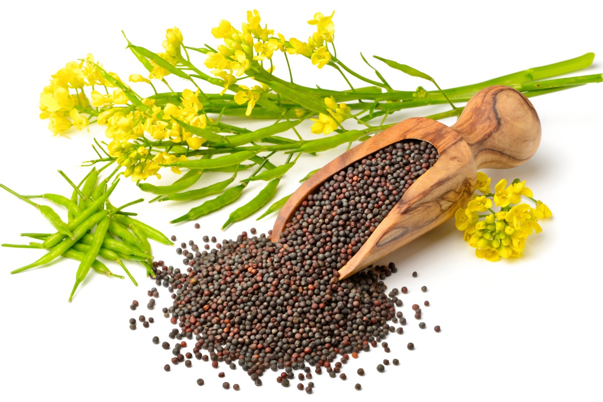 Rapeseed Protein Market