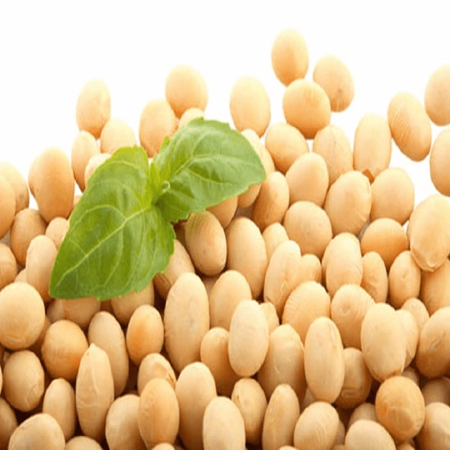 Soybean Meal Market 