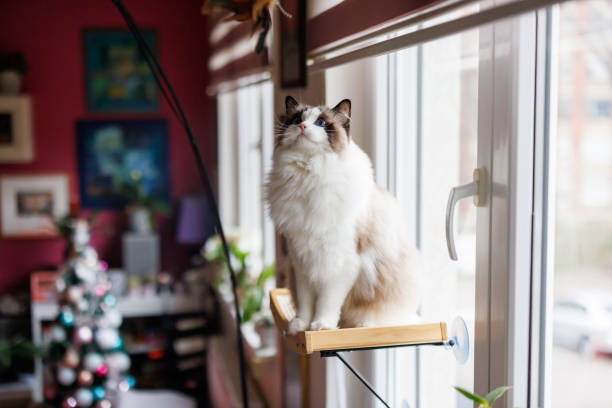 cat window perches & wall shelves market