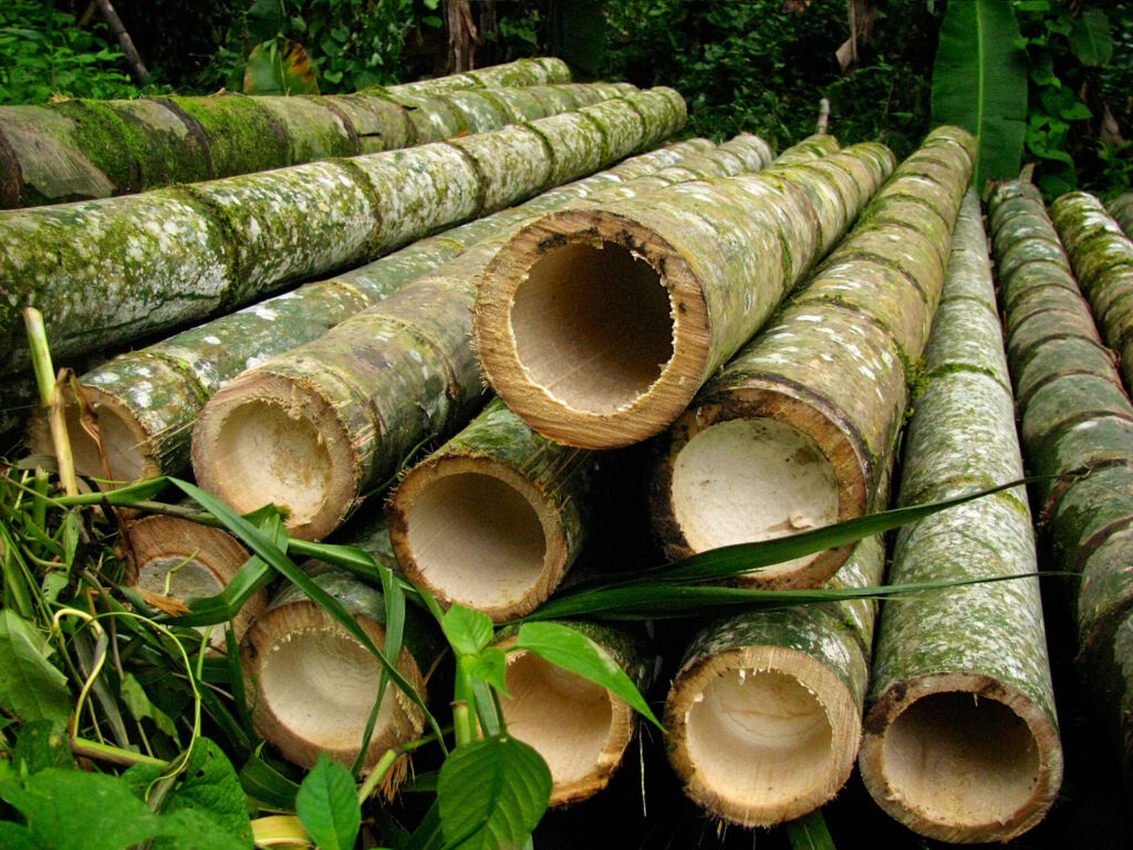 Bamboo Market 