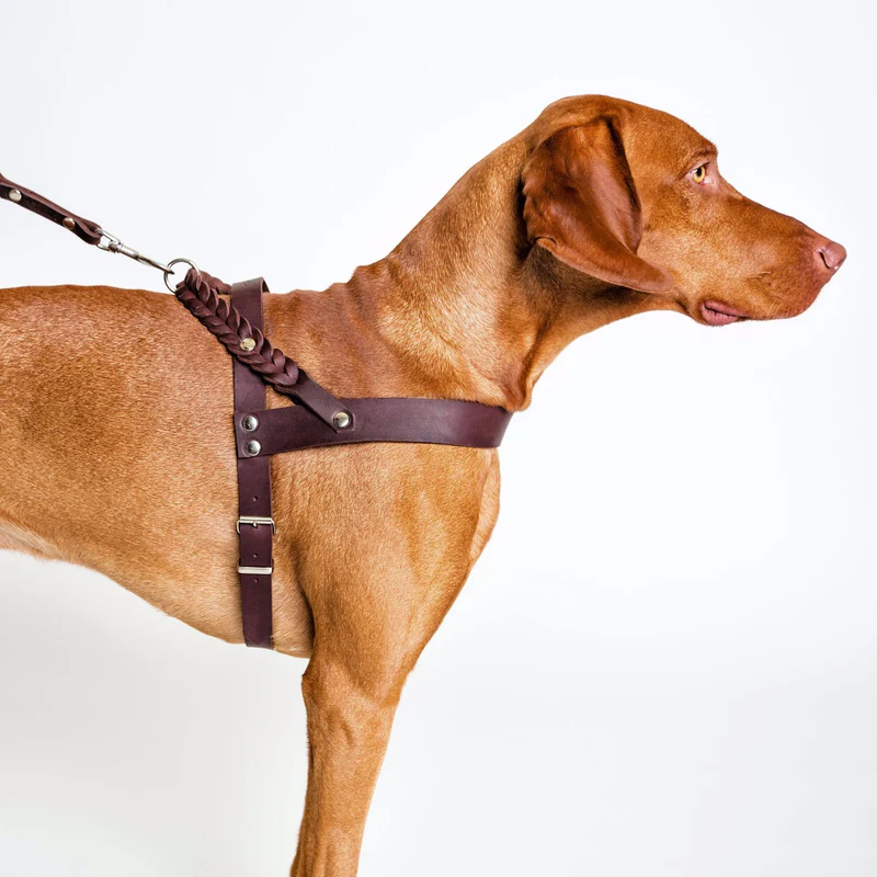 Dog Collars, Leashes & Harnesses Market.jpg