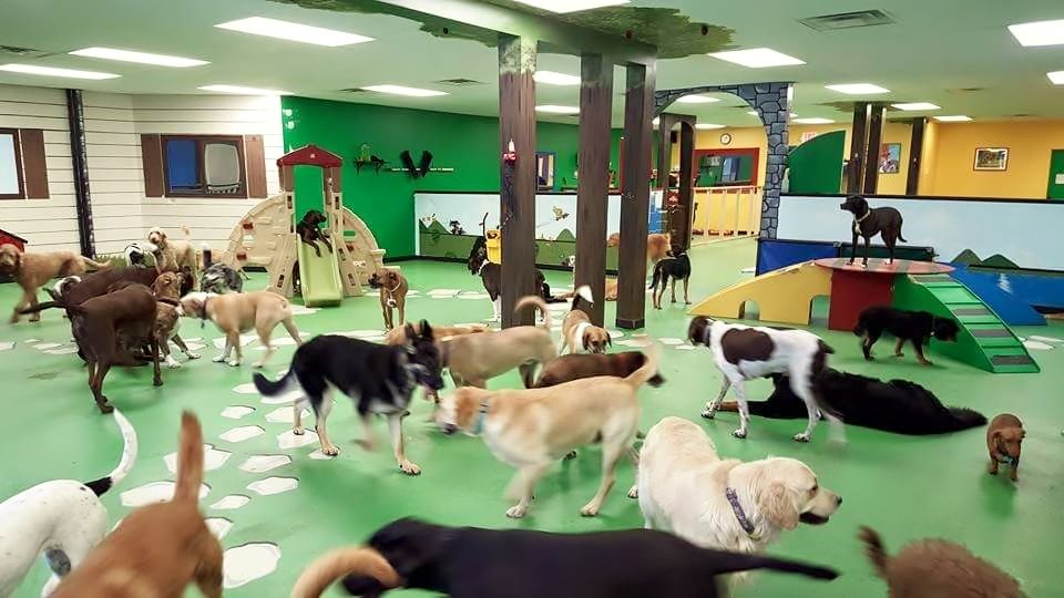 Pet Daycare Market