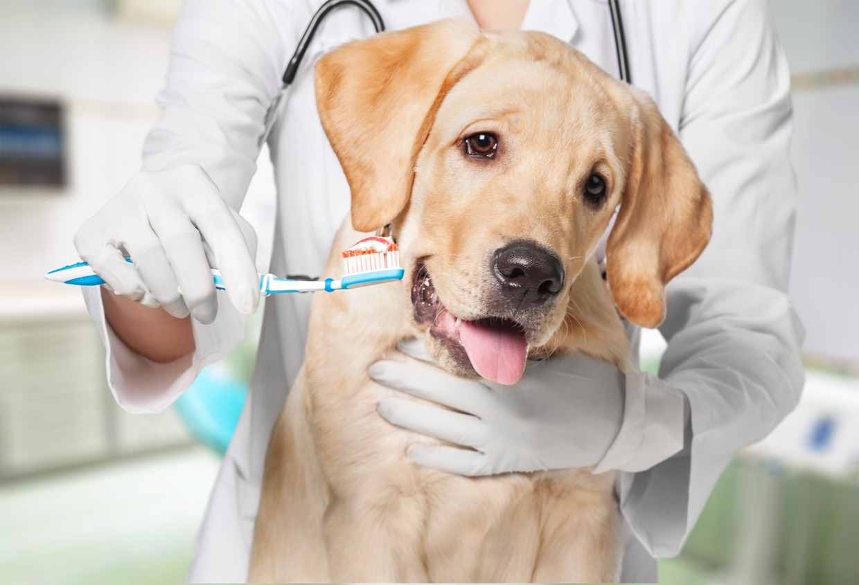 Pet Oral Care Market