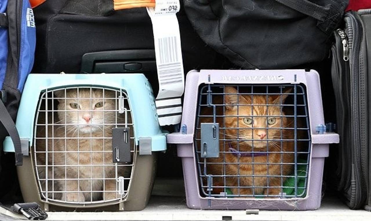 Pet Transporting Service Market 