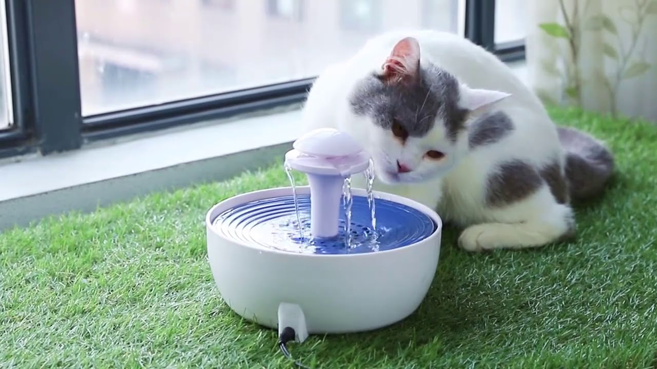 Pet Water Dispenser Market