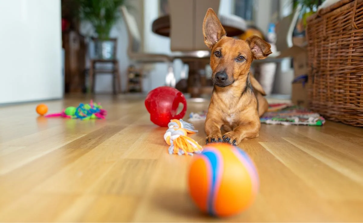 United States Dog Toys Market