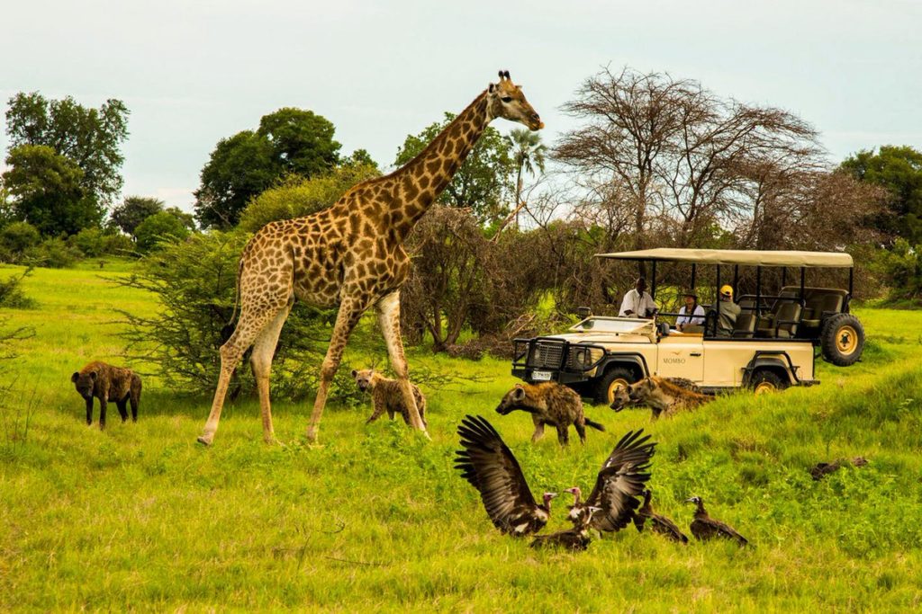 Wildlife Tourism Market